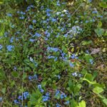 Spring Wild Flowers