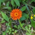 Butterflies and Blooms