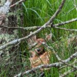 “Capturing Innocence: A Serene Moment with a Fawn”