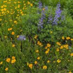 Summer Wildflowers in Bloom in Door County