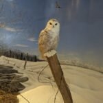 Step Into the Past: Explore the Door County Historical Museum Today!