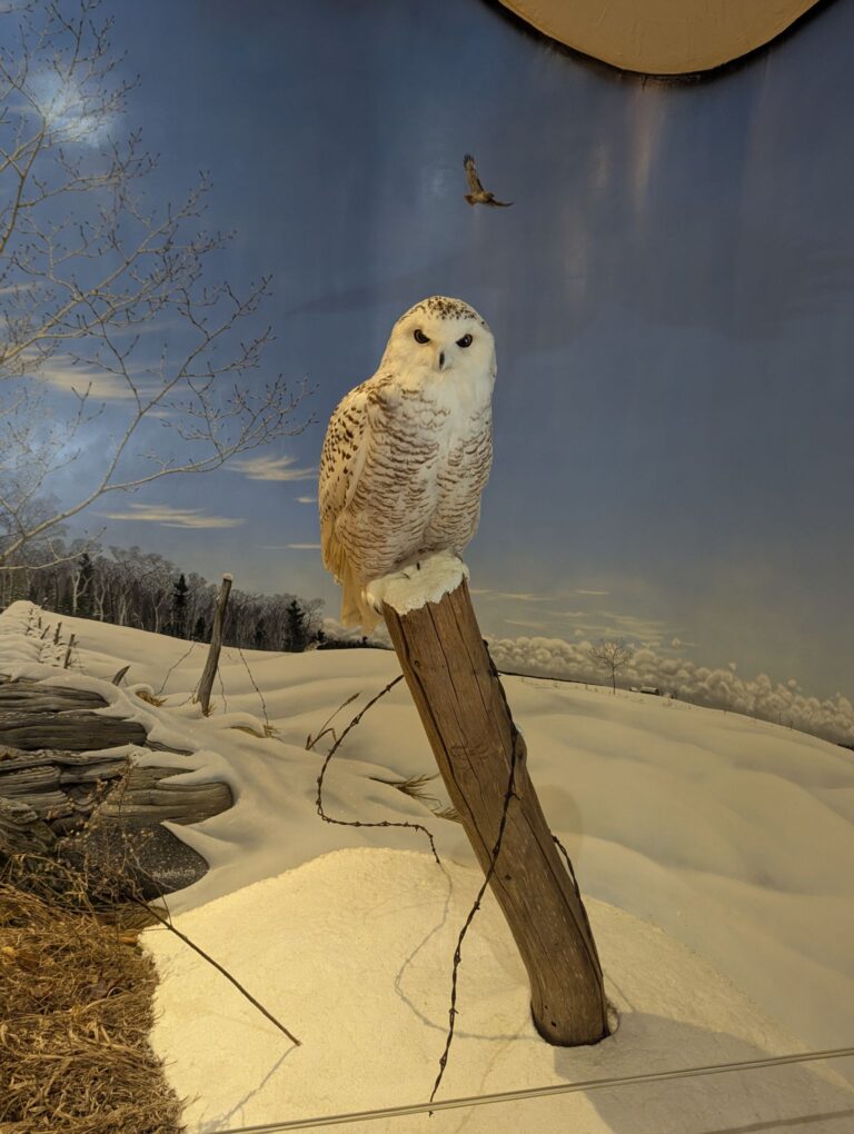 Step Into the Past: Explore the Door County Historical Museum Today!