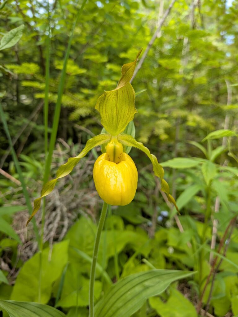 Spring Flowers in Bloom