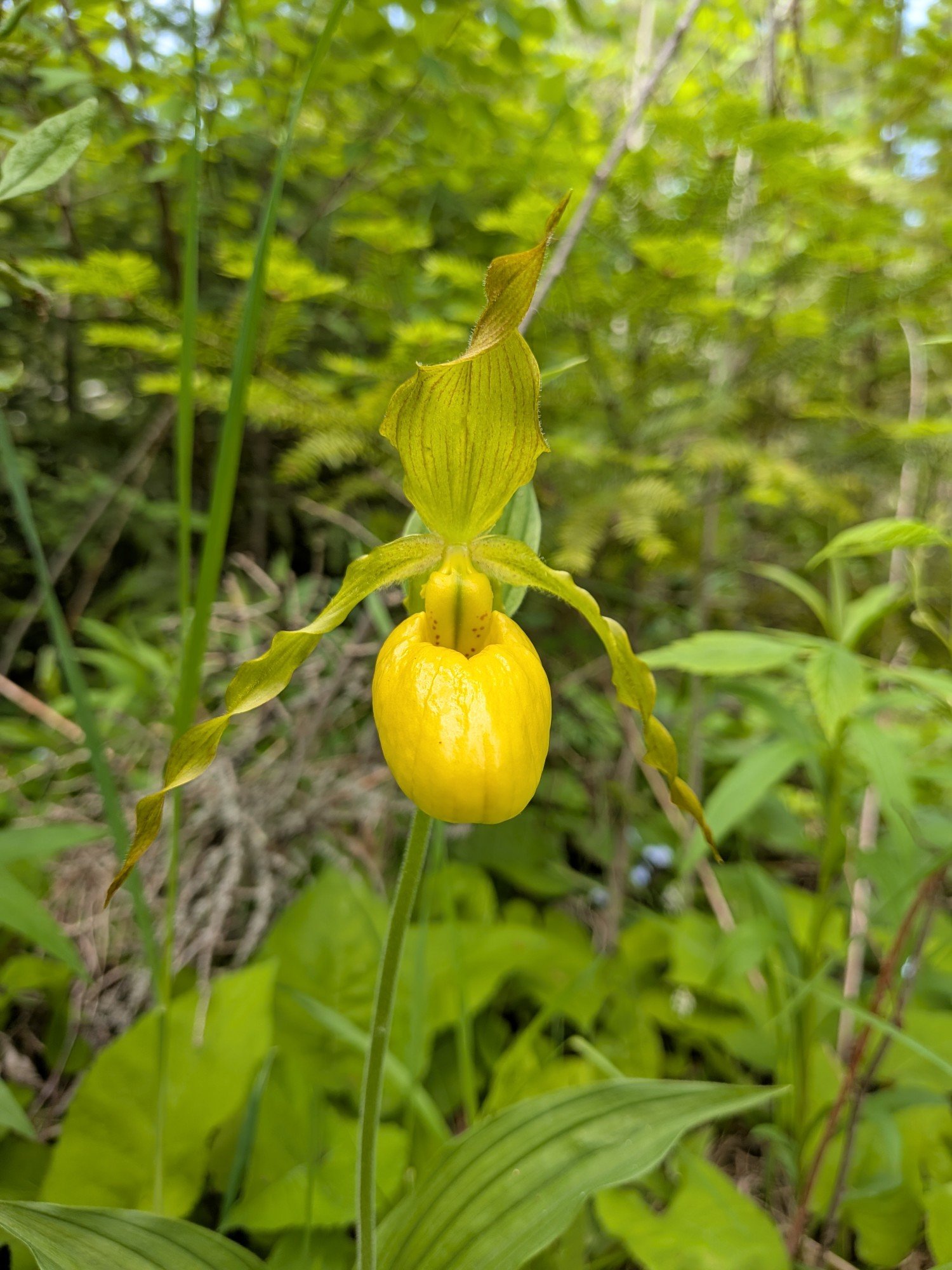 Yellow Slipper Ordchid
