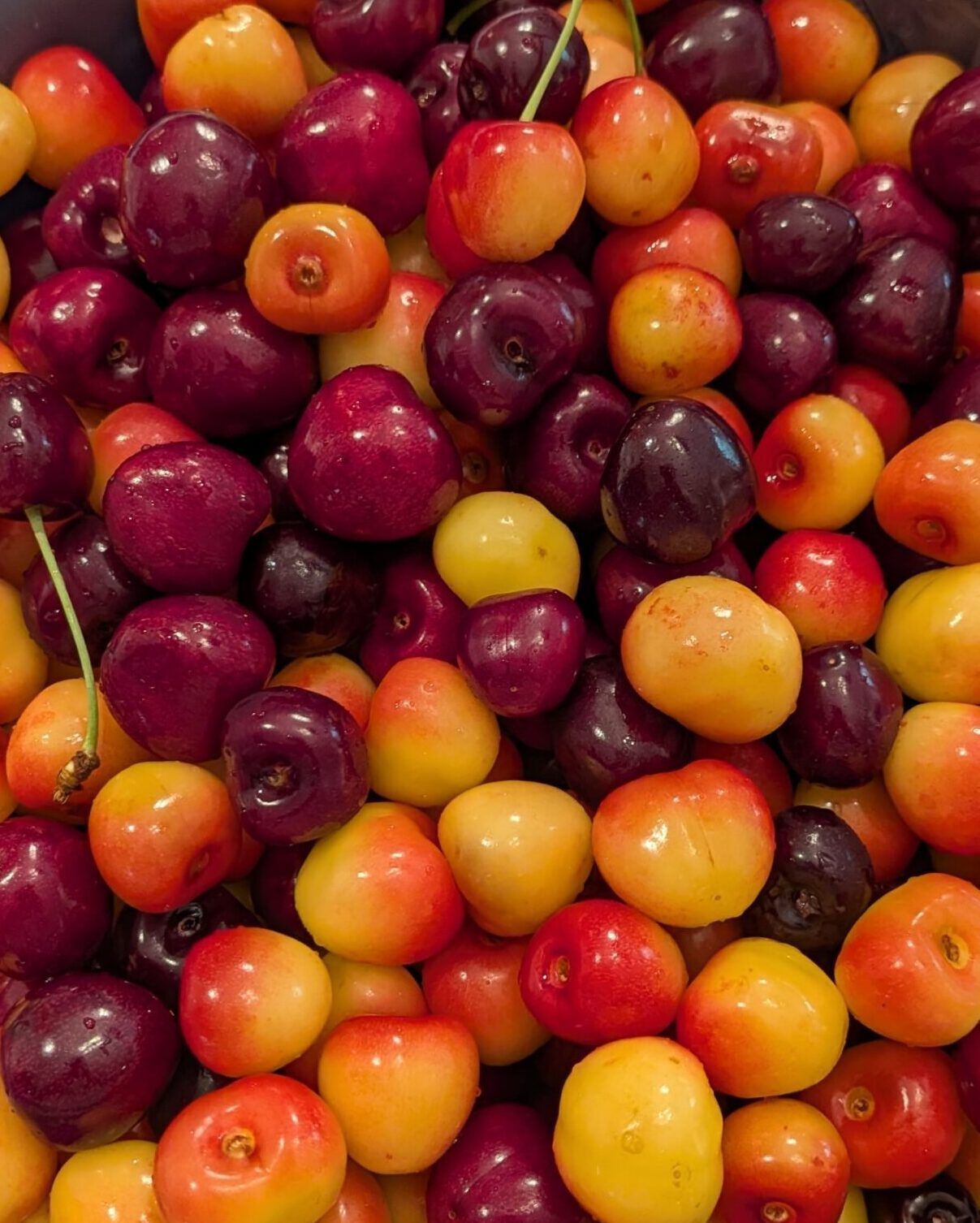 Cherries Bowl 2