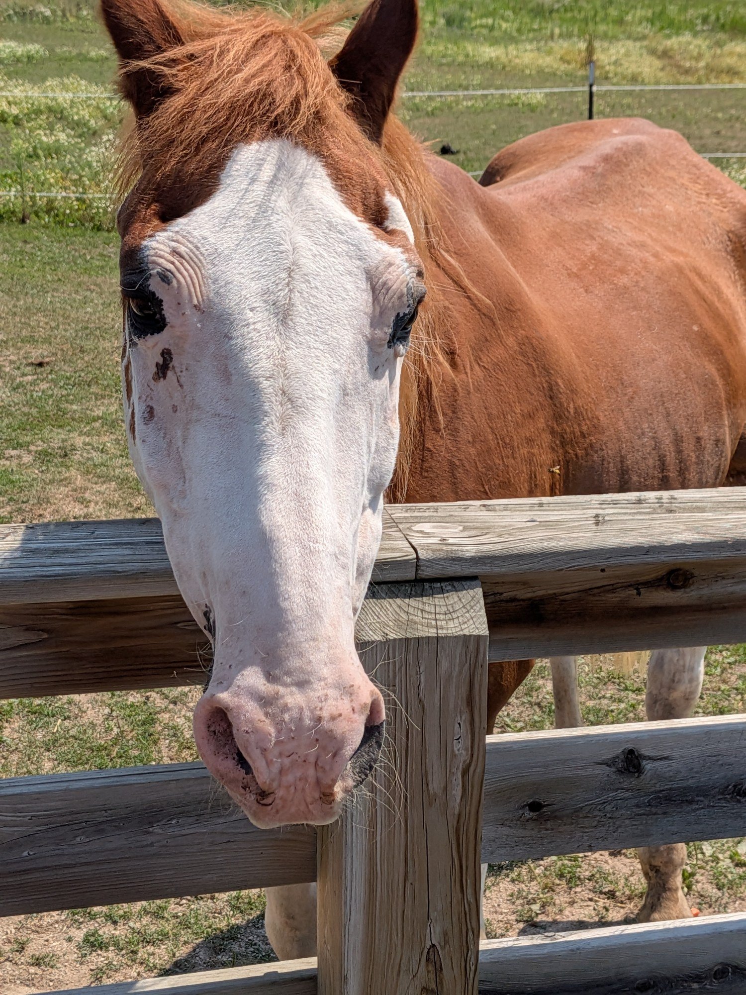 Horse2 Horse2
